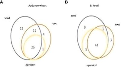 Can the use of magnetized water affect the seedling development and the metabolite profiles of two different species: Lentil and durum wheat?